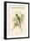 Palaeornis Rosa - Blossom-Headed Parakeet-John Gould-Framed Art Print