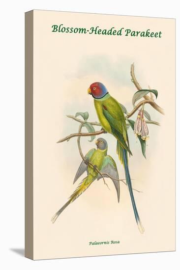 Palaeornis Rosa - Blossom-Headed Parakeet-John Gould-Stretched Canvas