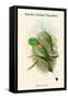 Palaeornis Setarius - Racket-Tailed Parakeet-John Gould-Framed Stretched Canvas