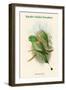 Palaeornis Setarius - Racket-Tailed Parakeet-John Gould-Framed Art Print