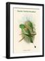 Palaeornis Setarius - Racket-Tailed Parakeet-John Gould-Framed Art Print