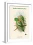 Palaeornis Setarius - Racket-Tailed Parakeet-John Gould-Framed Art Print