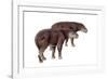 Palaeosyops-null-Framed Photographic Print