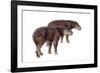 Palaeosyops-null-Framed Photographic Print
