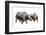 Palaeotherium-null-Framed Photographic Print