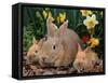 Palamino Rabbits, Mother and Babies, Amongst Daffodils-Lynn M. Stone-Framed Stretched Canvas