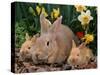 Palamino Rabbits, Mother and Babies, Amongst Daffodils-Lynn M. Stone-Stretched Canvas