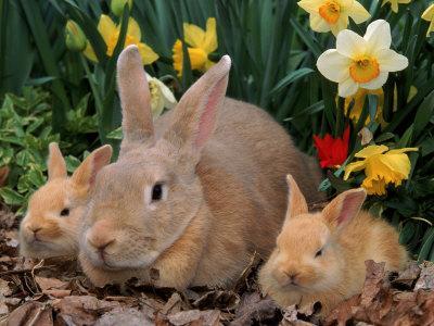 Palamino Rabbits Mother and Babies Amongst Daffodils