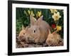 Palamino Rabbits, Mother and Babies, Amongst Daffodils-Lynn M. Stone-Framed Photographic Print