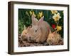 Palamino Rabbits, Mother and Babies, Amongst Daffodils-Lynn M. Stone-Framed Photographic Print