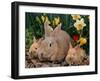 Palamino Rabbits, Mother and Babies, Amongst Daffodils-Lynn M. Stone-Framed Photographic Print