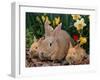 Palamino Rabbits, Mother and Babies, Amongst Daffodils-Lynn M. Stone-Framed Photographic Print