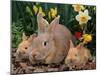 Palamino Rabbits, Mother and Babies, Amongst Daffodils-Lynn M. Stone-Mounted Photographic Print