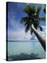 Palau, Micronesia, Palm Tree at Palau Lagoon-Stuart Westmorland-Stretched Canvas