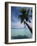 Palau, Micronesia, Palm Tree at Palau Lagoon-Stuart Westmorland-Framed Photographic Print