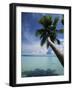 Palau, Micronesia, Palm Tree at Palau Lagoon-Stuart Westmorland-Framed Photographic Print