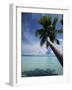 Palau, Micronesia, Palm Tree at Palau Lagoon-Stuart Westmorland-Framed Photographic Print