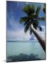 Palau, Micronesia, Palm Tree at Palau Lagoon-Stuart Westmorland-Mounted Photographic Print