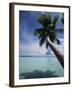 Palau, Micronesia, Palm Tree at Palau Lagoon-Stuart Westmorland-Framed Photographic Print