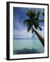 Palau, Micronesia, Palm Tree at Palau Lagoon-Stuart Westmorland-Framed Photographic Print