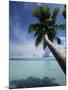 Palau, Micronesia, Palm Tree at Palau Lagoon-Stuart Westmorland-Mounted Photographic Print