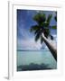 Palau, Micronesia, Palm Tree at Palau Lagoon-Stuart Westmorland-Framed Photographic Print