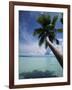 Palau, Micronesia, Palm Tree at Palau Lagoon-Stuart Westmorland-Framed Photographic Print