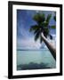 Palau, Micronesia, Palm Tree at Palau Lagoon-Stuart Westmorland-Framed Photographic Print
