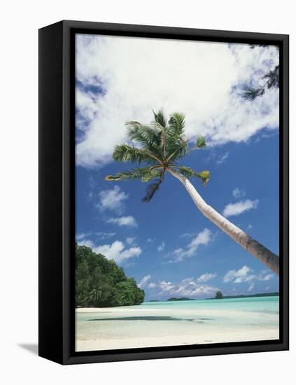 Palau, Palm Trees Along Tropical Beach-Stuart Westmorland-Framed Stretched Canvas