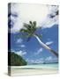 Palau, Palm Trees Along Tropical Beach-Stuart Westmorland-Stretched Canvas