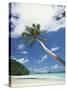 Palau, Palm Trees Along Tropical Beach-Stuart Westmorland-Stretched Canvas