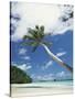 Palau, Palm Trees Along Tropical Beach-Stuart Westmorland-Stretched Canvas
