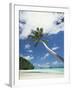 Palau, Palm Trees Along Tropical Beach-Stuart Westmorland-Framed Premium Photographic Print