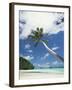 Palau, Palm Trees Along Tropical Beach-Stuart Westmorland-Framed Premium Photographic Print