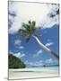 Palau, Palm Trees Along Tropical Beach-Stuart Westmorland-Mounted Premium Photographic Print