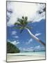 Palau, Palm Trees Along Tropical Beach-Stuart Westmorland-Mounted Photographic Print