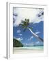 Palau, Palm Trees Along Tropical Beach-Stuart Westmorland-Framed Photographic Print