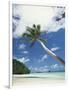 Palau, Palm Trees Along Tropical Beach-Stuart Westmorland-Framed Photographic Print