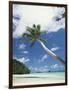 Palau, Palm Trees Along Tropical Beach-Stuart Westmorland-Framed Photographic Print