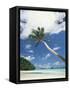 Palau, Palm Trees Along Tropical Beach-Stuart Westmorland-Framed Stretched Canvas