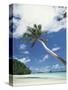 Palau, Palm Trees Along Tropical Beach-Stuart Westmorland-Stretched Canvas