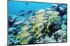 Palau, Yellowstripe Snapper, Lut Janus Kasmica-Stuart Westmorland-Mounted Photographic Print