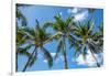 Palawan Palm Trees I-Richard Silver-Framed Photographic Print