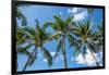 Palawan Palm Trees I-Richard Silver-Framed Photographic Print