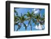 Palawan Palm Trees I-Richard Silver-Framed Photographic Print