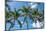 Palawan Palm Trees I-Richard Silver-Mounted Photographic Print