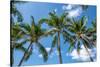 Palawan Palm Trees I-Richard Silver-Stretched Canvas