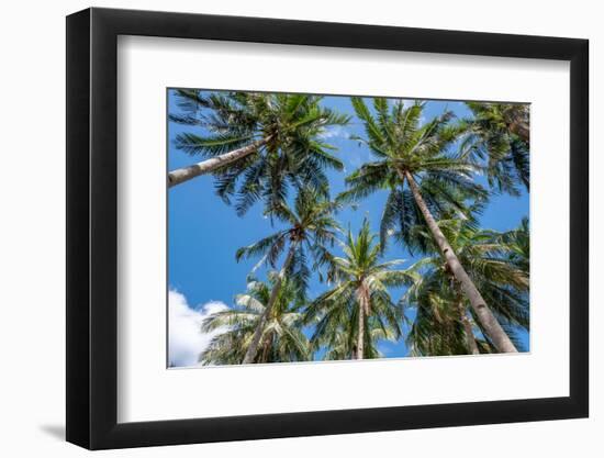 Palawan Palm Trees II-Richard Silver-Framed Photographic Print