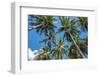 Palawan Palm Trees II-Richard Silver-Framed Photographic Print