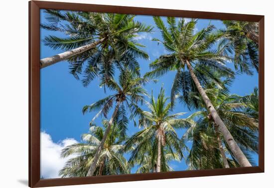 Palawan Palm Trees II-Richard Silver-Framed Photographic Print